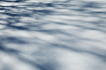 Snow and shadows. Abstract texture background snow surface the snow. Snow on white background. Christmas background. Shadows from branches. White background closeup	
