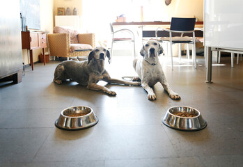 Two dogs at home lying beside bowls