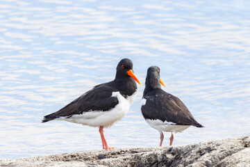 The Eurasian oystercatcher (Haematopus ostralegus) also known as the common pied oystercatcher, or palaearctic oystercatcher,[2] or (in Europe) just oystercatcher,Northern Norway,scandinavia,Europe