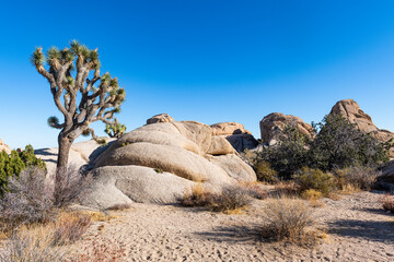 USA, California, Joshua tree (Yucca Brevifolia) in Joshua Tree National Park