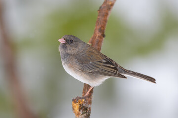 Dark-eyed Junco bird perched on branch with blurry background