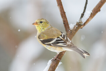 Fototapeta premium American Goldfinch bird perched on branch with blurry winter background