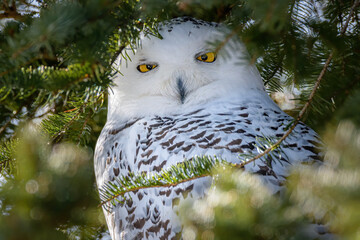 Close-up of white Snowy Owl perched in evergreen tree