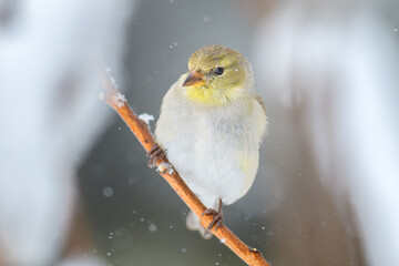 American Goldfinch bird perched on branch with blurry winter background