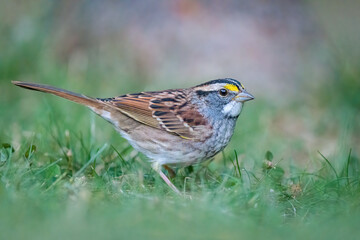 White-throated Sparrow bird standing in grass at dusk