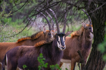 Pretty specimen of a black antelope (Sable) in the bush of South Africa