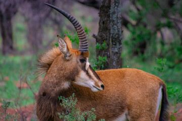 Pretty specimen of a black antelope (Sable) in the bush of South Africa © Gilles Rivest