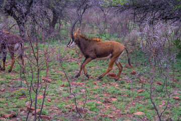 Naklejka na ściany i meble Pretty specimen of a black antelope (Sable) in the bush of South Africa