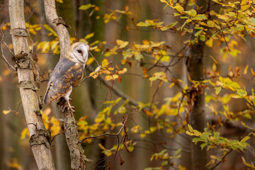 A barn owl sits on a dry trunk in the autumn forest. The golden yellow leaves can be seen in the background.
