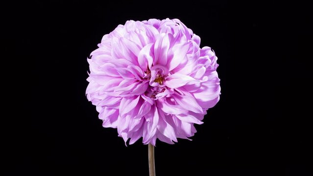 Time lapse of a beautiful dahlia flower blooming