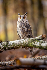 A long-eared owl sits quietly on a birch branch in the autumnal forest. The white color of the trunk matches the animal's plumage.