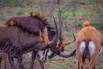 Pretty specimen of a black antelope (Sable) in the bush of South Africa