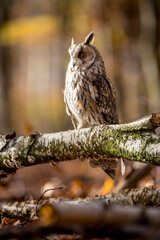 A long-eared owl sits quietly on a birch branch in the autumnal forest. The white color of the trunk matches the animal's plumage.