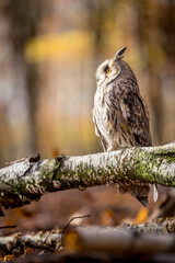 A long-eared owl sits quietly on a birch branch in the autumnal forest. The white color of the trunk matches the animal's plumage.