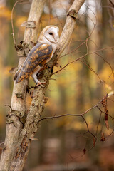 A barn owl sits on a dry trunk in the autumn forest. The golden yellow leaves can be seen in the background.