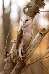A barn owl sits on a dry trunk in the autumn forest. The golden yellow leaves can be seen in the background.