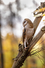 A barn owl sits on a dry trunk in the autumn forest. The golden yellow leaves can be seen in the background.