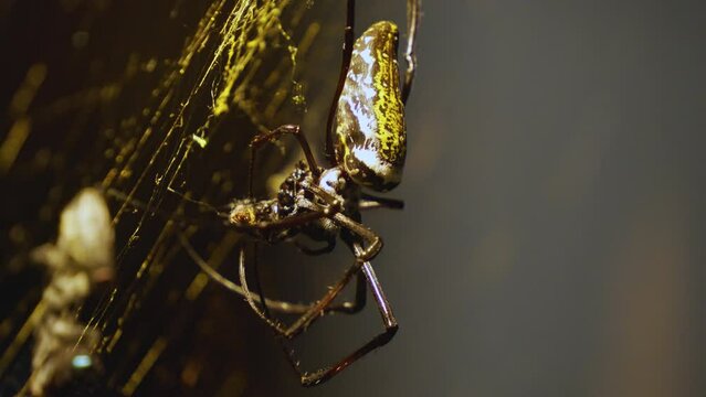 Close up of a silk orb weaver spider eating a fly in his net
