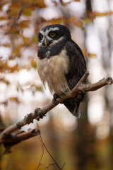A wonderful animal. The spectacled owl sits on a branch and looks out into the autumnal forest. The distinctive plumage on its face gives it its name.
