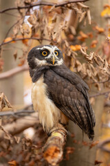 A wonderful animal. The spectacled owl sits on a branch and looks out into the autumnal forest. The distinctive plumage on its face gives it its name.