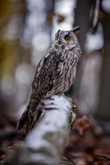 A long-eared owl sits quietly on a birch branch in the autumnal forest. The white color of the trunk matches the animal's plumage.
