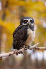 A wonderful animal. The spectacled owl sits on a branch and looks out into the autumnal forest. The distinctive plumage on its face gives it its name.