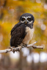 A wonderful animal. The spectacled owl sits on a branch and looks out into the autumnal forest. The distinctive plumage on its face gives it its name.