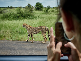 South Africa, Mpumalanga, Kruger National Park, woman taking cell phone picture of cheetah out of a car