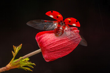 
Macro shots, Beautiful nature scene.  Beautiful ladybug on leaf defocused background
