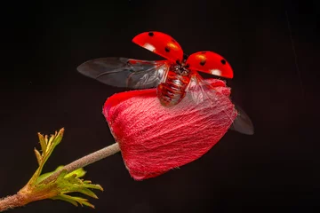 Foto op Aluminium  Macro shots, Beautiful nature scene.  Beautiful ladybug on leaf defocused background  © blackdiamond67