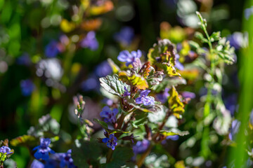 Obraz premium Glechoma hederacea, Nepeta glechoma Benth., in the spring on the lawn during flowering. Blue or purple flowers used by the herbalist in alternative medicine