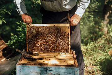 Russland, Beekeeper checking frame with honeybees