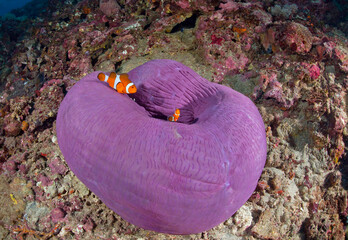Indonesia, Bali, Nusa Lembonga, Nusa Penida, False percula clownfishes, Amphiprion ocellaris, and magnificent sea anemone, - obrazy, fototapety, plakaty