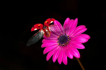 Foto op Plexiglas  Macro shots, Beautiful nature scene.  Beautiful ladybug on leaf defocused background  © blackdiamond67