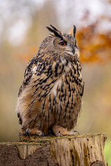 The European eagle owl is one of the largest owls. Here a male owl perches on a wooden stump. His red eyes are literally glowing. The autumnal atmosphere in the forest matches this.