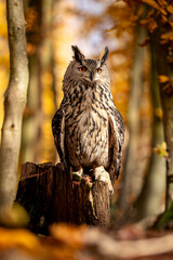 Obraz premium The European eagle owl is one of the largest owls. Here a male owl perches on a wooden stump. His red eyes are literally glowing. The autumnal atmosphere in the forest matches this.