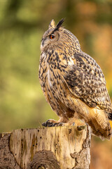 The European eagle owl is one of the largest owls. Here a male owl perches on a wooden stump. His red eyes are literally glowing. The autumnal atmosphere in the forest matches this.