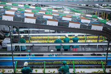 Women working in apple factory