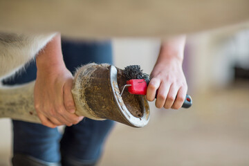Close-up of woman cleaning hoof of a horse