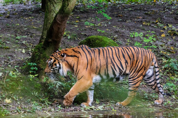 Adult tiger in profile at water
