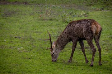 Male deer with a single horn, eating grass in Monfragüe National Park, Cáceres, Spain