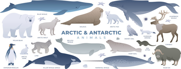 Arctic and antarctic animals set. Minimalistic vector illustrations of white continent wildlife. South pole mammals collection isolated. Snowy owl, polar bear, caribou, blue whale, orca. - obrazy, fototapety, plakaty