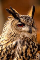 The European eagle owl is one of the largest owls. Here is a beautiful portrait of this wonderful bird. Its red eyes harmonize with the autumnal foliage in the background.