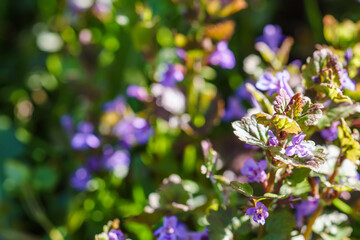 Glechoma hederacea, Nepeta glechoma Benth., creeping jenny in the spring on the lawn during...