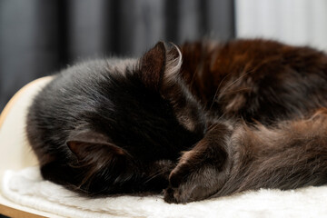 black cat laying on a soft cat's shelf of a cat's house indoors, slepping. pet concept, pet friendly