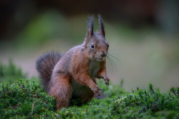 Eurasian red squirrel (Sciurus vulgaris) in the forest of Noord Brabant in the Netherlands.	
      ...