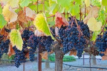 Grapes in a vineyard beforey harvesting in the areas of Sonoma and Napa. Wine Counties