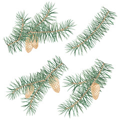 Isolated illustration of a pine, spruce branch with cones in watercolor. Illustration. Christmas tree,coniferous forest, evergreen trees, needles, branches, greenery, hand-drawn. Christmas Decoration