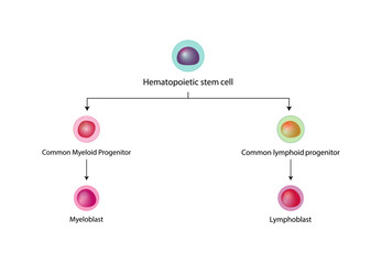 Hematopoiesis, stem cell, common myeloid and lymphoid progenitor cells, myeloblast, lymphoblast, red blood cells, platelets,  Basophil, neutrophil, eosinophil, monocyte, NK cell, T and B lymphocytes.  - obrazy, fototapety, plakaty