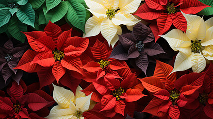 red and white poinsettia, christmas star. festive background, backdrop. view from above.